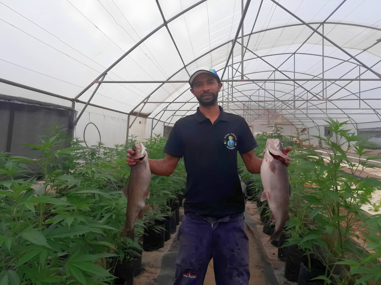 vvg-aquaponics+fish-1280x960px