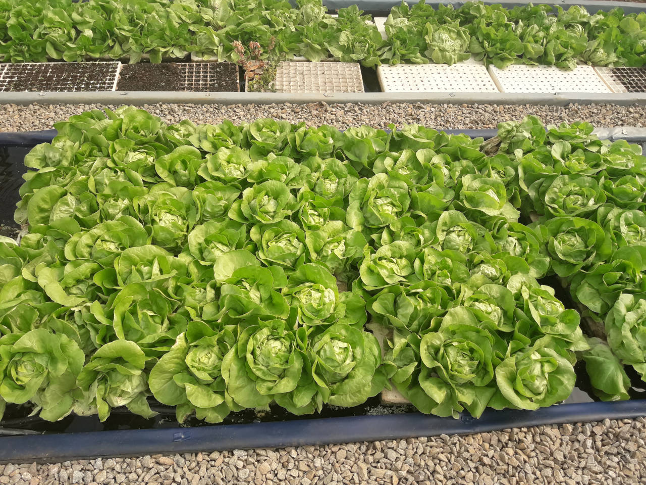 vvg-farmactivities-seedlings2